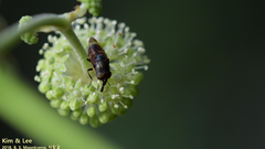 Stomorhina obsoleta