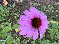 Echinacea purpurea