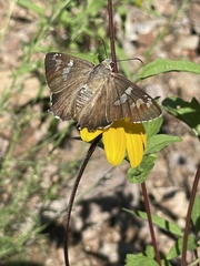 Apyrrothrix araxes