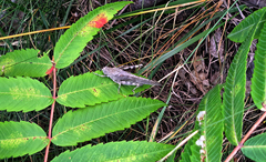 Dissosteira carolina