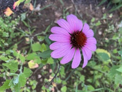 Echinacea purpurea
