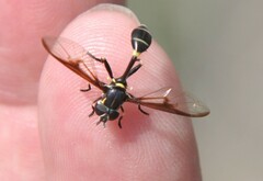 Eosalpingogaster