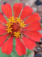 Zinnia elegans