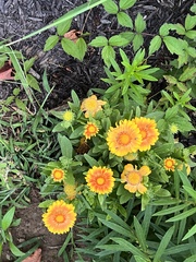 Gaillardia