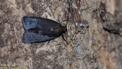Lepidoptera