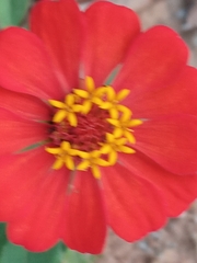 Zinnia elegans