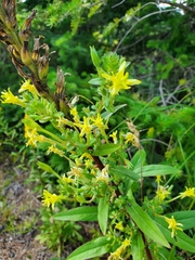 Oenothera
