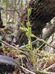 Epidendroideae