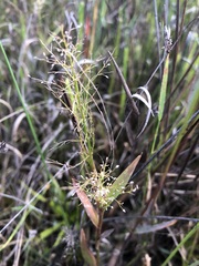 Dichanthelium erectifolium