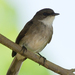Swamp Flycatcher - Photo (c) David Cook Wildlife Photography, some rights reserved (CC BY-NC)