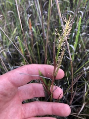 Dichanthelium erectifolium