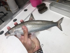 Coregonus artedi