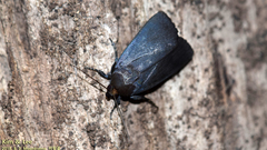 Lepidoptera