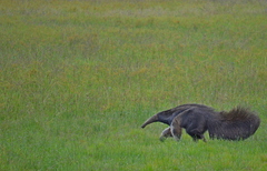 Myrmecophaga tridactyla