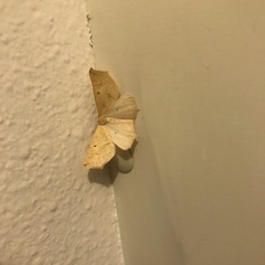 Tetracis cervinaria