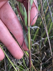 Dichanthelium erectifolium