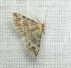 Alucita montana