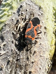 Lygaeus kalmii