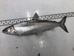 Coregonus artedi