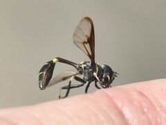 Eosalpingogaster