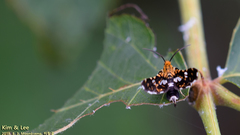 Lepidoptera