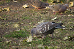 Patagioenas maculosa