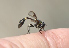 Eosalpingogaster