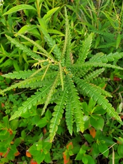 Comptonia peregrina