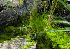 Eleocharis