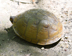 Terrapene carolina triunguis