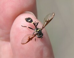 Eosalpingogaster