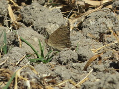 Junonia grisea