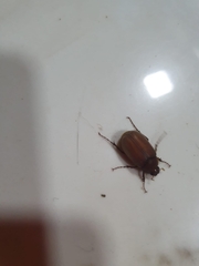 Holochelus