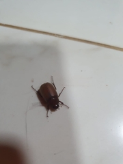 Holochelus
