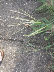 Digitaria sanguinalis