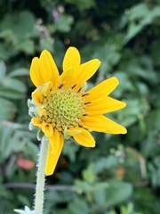 Helianthus mollis