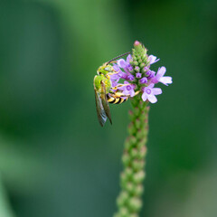 Agapostemon virescens