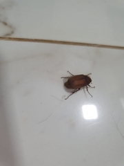 Holochelus