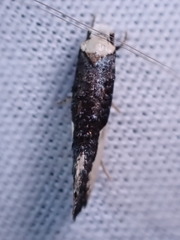 Monopis monachella