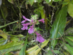 Stachys chamissonis