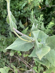 Helianthus mollis