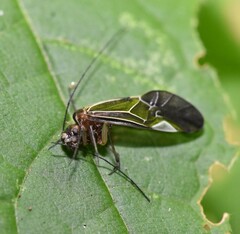 Cerastipsocus venosus