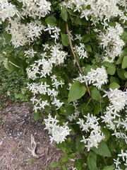 Clematis virginiana