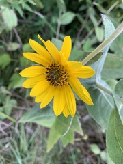 Helianthus mollis