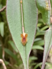 Lepanthes mucronata