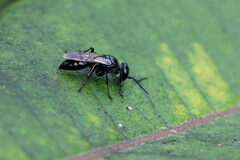 Astata