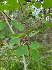 Populus tremuloides