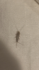 Ctenolepisma lineatum