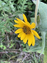 Helianthus mollis
