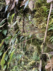 Lepanthes mucronata